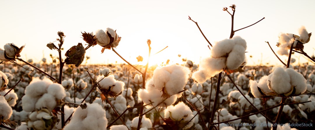 Bio Baumwolle: Warum sie ein wichtiger Schritt ist